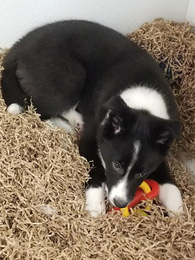 Pet Store «Puppy City», reviews and photos, 3343 Valley Pike, Winchester, VA 22602, USA