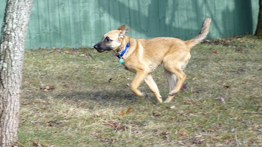 Dog Trainer «Awesome Dawgs Dog Training LLC», reviews and photos, 3052 Pricetown Rd, Temple, PA 19560, USA