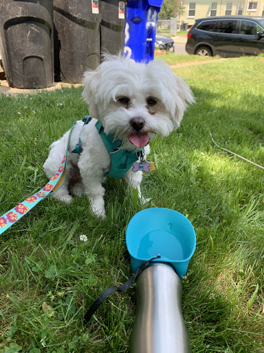 Pet Supply Store «The Fish & Bone, Boston MA», reviews and photos, 217 Newbury St, Boston, MA 02116, USA