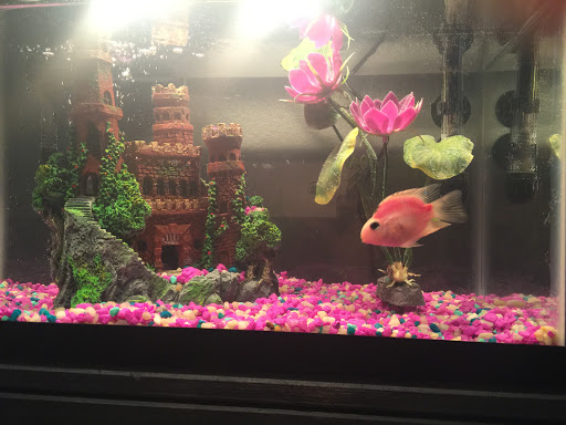 Pet Store «Petland Discounts - Willoughby», reviews and photos, 72 Willoughby St, Brooklyn, NY 11201, USA