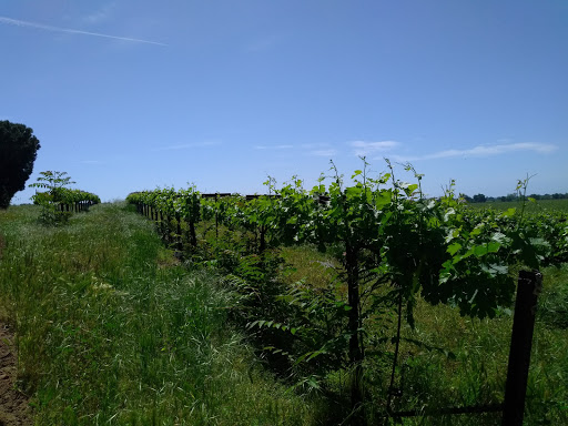 Produce Market «Clements Ridge Produce», reviews and photos, 23225 CA-88, Clements, CA 95227, USA