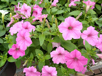 Joe Cappel’s Lawn Landscape & Garden Center - Photo 5 - Car repair in Cincinnati, OH, Cincinnati