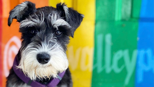 Pet Supply Store «Cole Valley Pets», reviews and photos, 910 Cole St, San Francisco, CA 94117, USA