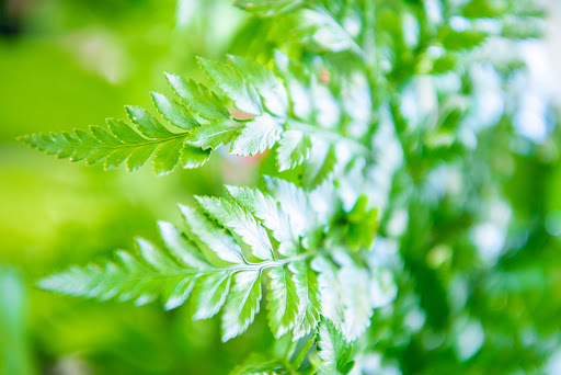 Florist «Flowerama», reviews and photos, 1244 Lake Ave, Pueblo, CO 81004, USA