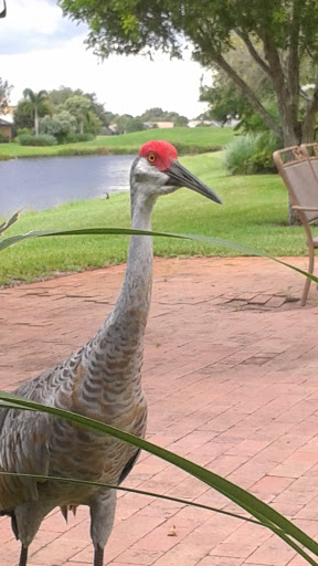 Golf Club «The Champion Turf Club at St. James», reviews and photos, 7900 Selvitz Rd, Port St Lucie, FL 34983, USA