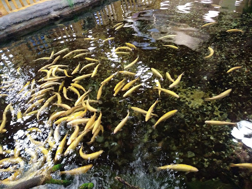 American Restaurant «Cracker Barrel Old Country Store», reviews and photos, 21 Industrial Dr, Hamburg, PA 19526, USA