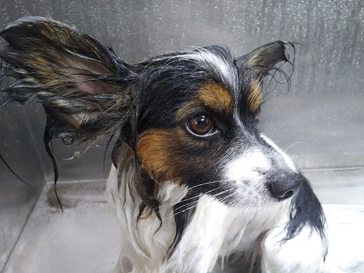 Pet Supply Store «Lemos Feed & Pet Supply», reviews and photos, 1320 Main St, Morro Bay, CA 93442, USA