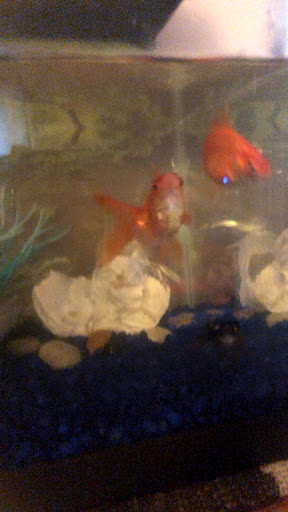 Pet Store «Salisbury Super Pet», reviews and photos, 329 Civic Ave, Salisbury, MD 21804, USA