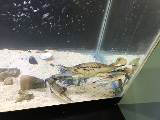 Aquarium «Smithsonian Marine Ecosystems Exhibit», reviews and photos, 420 Seaway Dr, Fort Pierce, FL 34949, USA