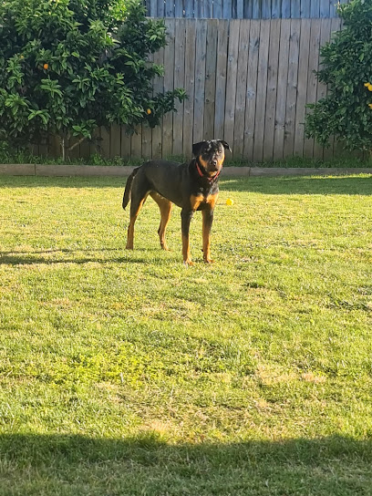 Papamoa Doggo Sitting