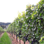 Photo n°1 de l'avis de CKK.K fait le 10/09/2017 à 05:00 sur le  Hotel und Weingut Enk à Guldental