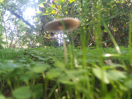 Park «Guy Lee Park», reviews and photos, 890 Darlene Ave, Springfield, OR 97477, USA