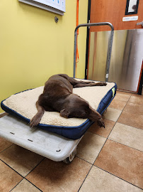 Banfield Pet Hospital - Photo 6 - Car repair in San Juan, Puerto Rico, Bayamón