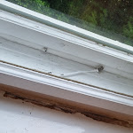 Photo n°2 de l'avis de Rafii.1 fait le 21/05/2023 à 17:56 sur le  Hotel Pension Dahlem à Berlin