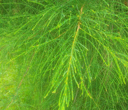 Santua Gardens photo