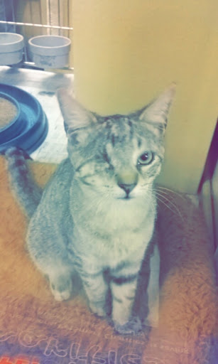 Pet Supply Store «PetSmart», reviews and photos, 637 Woodbury Glassboro Rd, Sewell, NJ 08080, USA