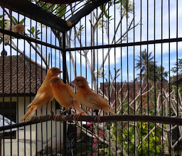 Balai Banjar Tuka photo