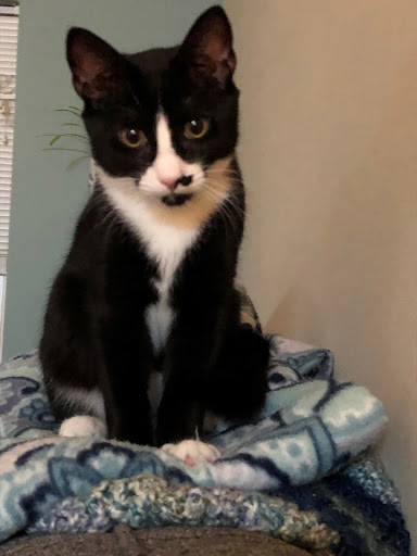 Auto Insurance Agency «Chad Richards - State Farm Insurance», reviews and photos