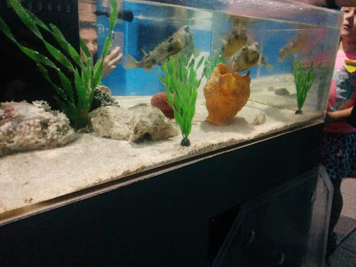 Aquarium «Clearwater Marine Aquarium», reviews and photos, 249 Windward Passage, Clearwater, FL 33767, USA