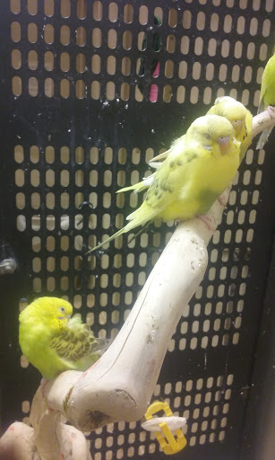 Pet Supply Store «PetSmart», reviews and photos, 3132 Vestal Pkwy E, Vestal, NY 13850, USA