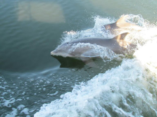 Museum «USS Yorktown CV-10», reviews and photos, 40 Patriots Point Rd, Mt Pleasant, SC 29464, USA