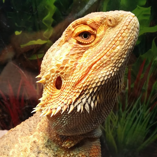 Tropical Fish Store «Harris In Wonderland», reviews and photos, 12 W Main St, Avon, CT 06001, USA