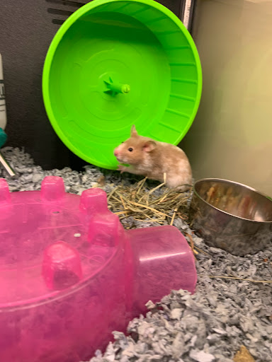 Pet Supply Store «PetSmart», reviews and photos, 20530 E 13 Mile Rd, Roseville, MI 48066, USA