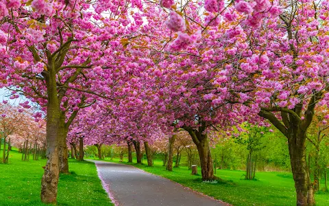 Wavertree Botanic Gardens image