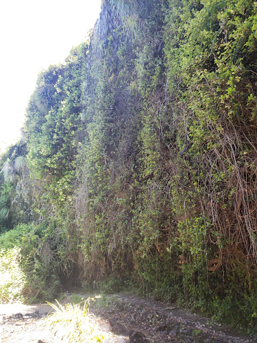 Cueva de Los Pincheira - Pinto