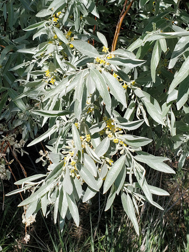 Nature Preserve «Wilson Springs Ponds», reviews and photos, 3209-3507 S Powerline Rd, Nampa, ID 83686, USA