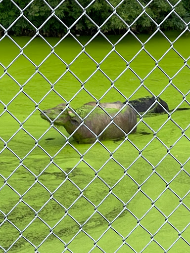 Zoo «Dutch Creek Farm Animal Park», reviews and photos, 6255 N 1000 W, Shipshewana, IN 46565, USA