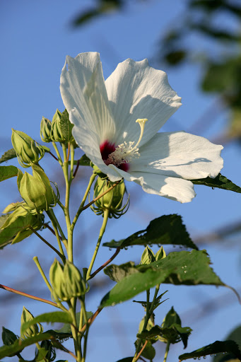 National Park «Kenilworth Park», reviews and photos, 1505 Ancostia Ave NE, Washington, DC 20019, USA