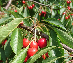 Kleingartenverein Höhenluft e.V. photo