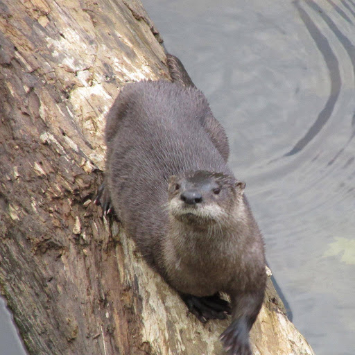 Canoe & Kayak Tour Agency «Cave Country Canoes-Blue River», reviews and photos, 112 W Main St, Milltown, IN 47145, USA