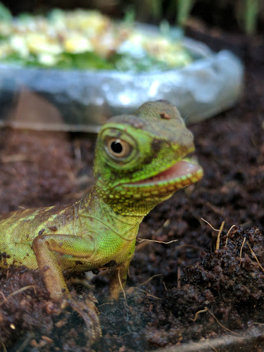 Pet Supply Store «Petco Animal Supplies», reviews and photos, 9311 192nd Ave E, Bonney Lake, WA 98391, USA