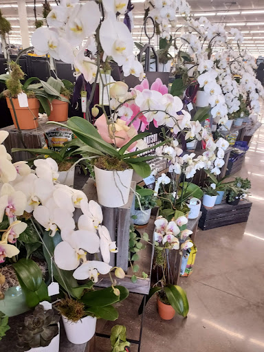 Grocery Store «Albertsons», reviews and photos, 4625 Frankford Rd, Dallas, TX 75287, USA