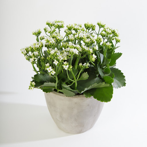 Florist «Flowers in Flight», reviews and photos, 1413 NE Alberta St, Portland, OR 97211, USA