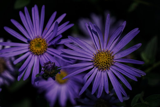 Park «Wilburton Hill Park», reviews and photos, 12400 Main St, Bellevue, WA 98005, USA