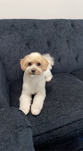 Pet Supply Store «PetSmart», reviews and photos, 1600 Marcus Ave, New Hyde Park, NY 11040, USA