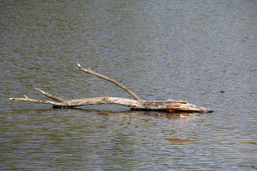 Nature Preserve «Smith and Bybee Wetlands Natural Area», reviews and photos, 5300 N Marine Dr, Portland, OR 97203, USA