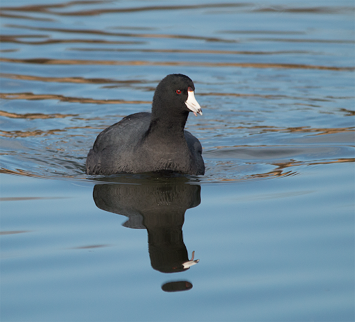Nature Preserve «Governor Bridge Natural Area», reviews and photos, 7600 Governor Bridge Rd, Bowie, MD 20716, USA