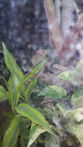 Pet Store «A Family Pet Center», reviews and photos, 6230 N Lockwood Ridge Rd, Sarasota, FL 34243, USA