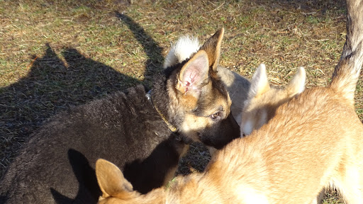 Dog Trainer «Awesome Dawgs Dog Training LLC», reviews and photos, 3052 Pricetown Rd, Temple, PA 19560, USA