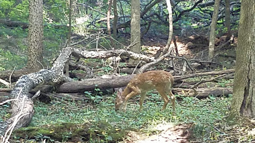 Forest Park Nature Center image 8