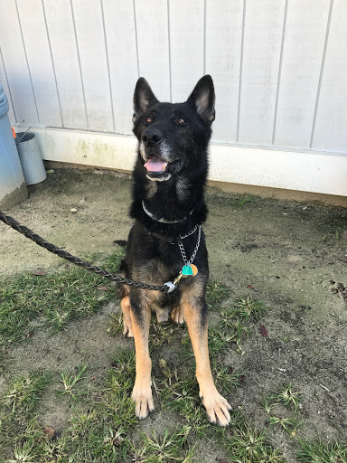 Dog Trainer «K9 Penn Dog Training Services», reviews and photos, 475 Sandy Ln, Surfside Beach, SC 29575, USA