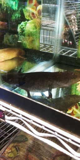 Pet Store «Pets World», reviews and photos, 147 Bridge St, Weymouth, MA 02191, USA