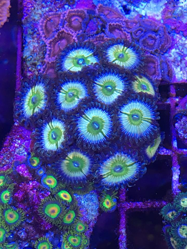 Aquarium «Drysdale Aquarium Inc», reviews and photos, 2260 Knight Rd, Land O Lakes, FL 34639, USA