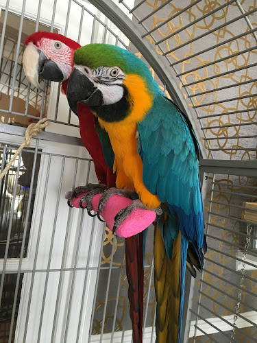 All Star Parrots Rescue and Rehoming - Stoke-on-Trent