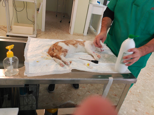 Centro Veterinario Gestyvet en Carmona