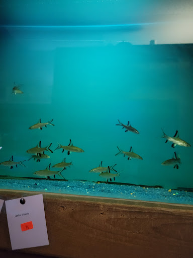 Tropical Fish Store «Ocean Aquarium», reviews and photos, 6820 E Black Horse Pike, Egg Harbor Township, NJ 08234, USA